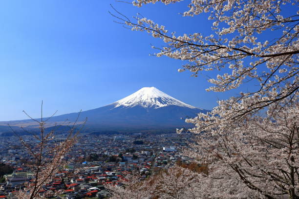 istock View of Mt. Fuji with cherry blossom (sakura ) in spring 1483470195
