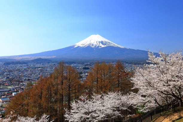 istock View of Mt. Fuji with cherry blossom (sakura ) in spring 1483470207