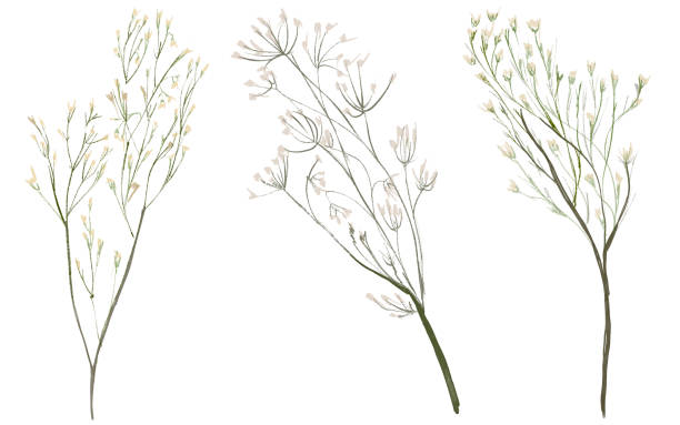 istock Delicate dried flowers, wedding twigs with flowers watercolor isolated elements set 1483470234