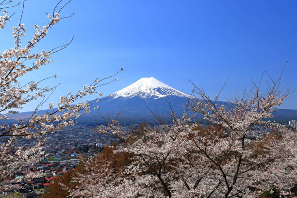 istock View of Mt. Fuji with cherry blossom (sakura ) in spring 1483470238