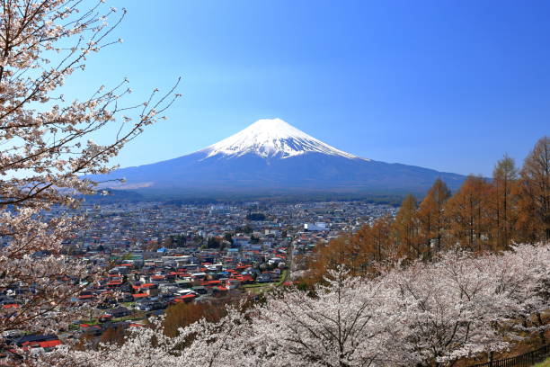 View of Mt. Fuji with cherry blossom (sakura ) in spring