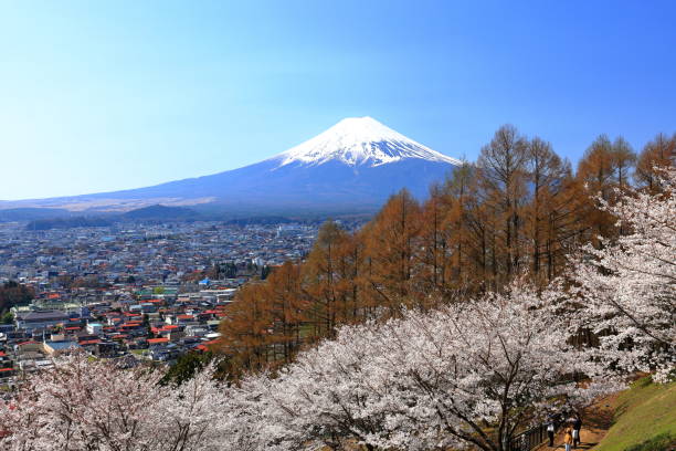 istock View of Mt. Fuji with cherry blossom (sakura ) in spring 1483470278
