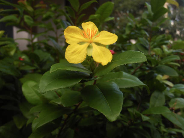 istock beautiful flower in the garden 1483470338