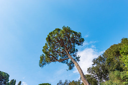 Maritime pine against a clear blue sky and clouds on a sunny spring day. Mediterranean region, Portofino village, Genoa Province (Genova), Liguria, Italy, Europe.