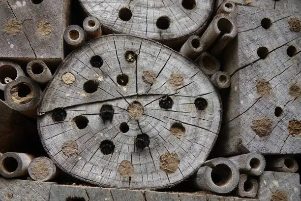 Natural closeup on an aggregation of a male and females European orchard mason bees, Osmia cornuta ready to leave their nest