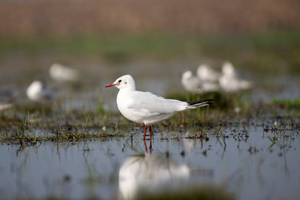 istock White headed gull bird in its habitat. 1483470810