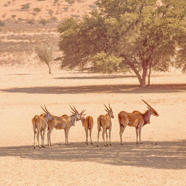 A small herd of eland in the shade of a camelthorn tree in the Kgalagadi Transfrontier Park which straddles South Africa and Botswana.