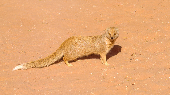 A yellow mongoose in the Kgalagadi Transfrontier Park, situated in the Kalahari Desert in Southern Africa.