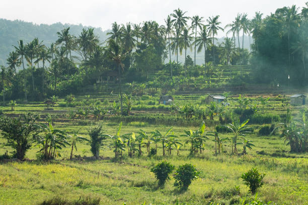 Rural rice farming neighborhood in Bugbug Village, Karangasem Regency, Bali, Indonesia.