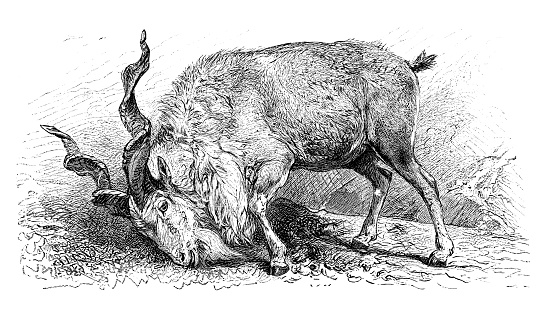 Markhor (Capra falconeri)