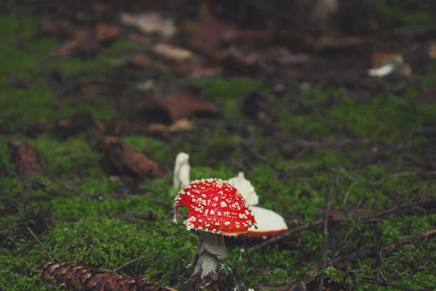 fly agaric mushrooms close-up in the forest