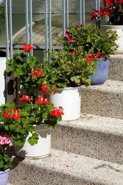 Treppenstufen mit Blumenkübeln und Treppengeländer vor einem Wohnhaus stehend, Deutschland