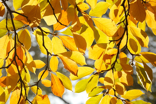 Colorful discolored autumn leaves on a beech tree, Germany