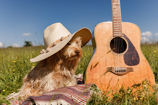 Dog with sun hat relaxing next to a guitar in a meadow during springtime. Copy space.