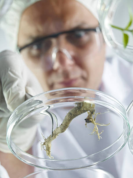 istock Scientist Examining Petri Dishes 148347755