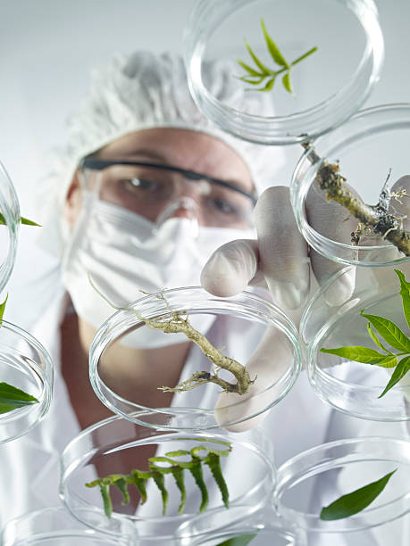 istock Scientist Examining Petri Dishes 148347801