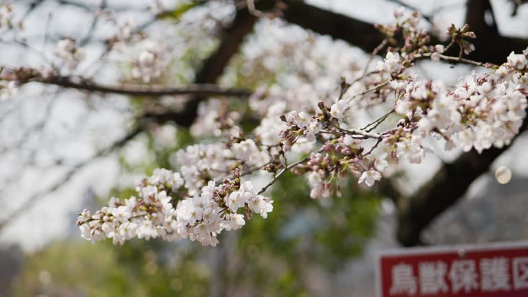 Cherry blossom tree