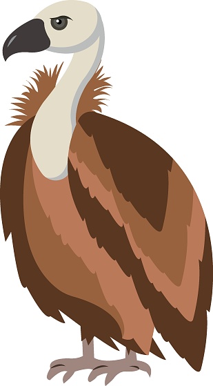 bird Vector illustration on a transparent background. Premium quality symbols.  Icons for concept and graphic design.