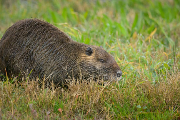 istock A nutria walking near water and looking for food 1483478332