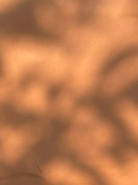 istock Leaves shadow background on concrete wall texture, leaves tree branches shade with sunlight 1483480361