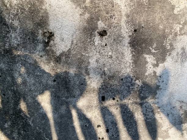istock Leaves shadow background on concrete wall texture, leaves tree branches shade with sunlight 1483480397