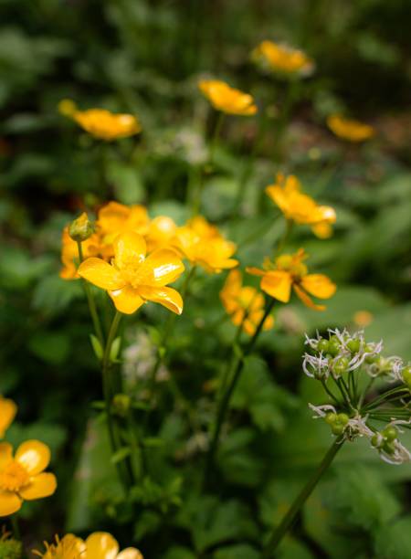 istock Vibrant array of creeping buttercup (Ranunculus repens) flowers in woods 1483482013