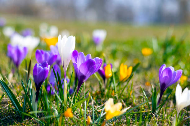 istock lawn of colorful crocuses 1483482156
