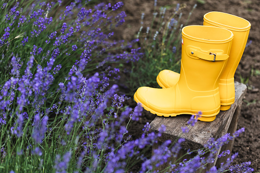 A pair of bright yellow rain boots with daisies on the cobbled street.