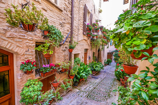 Dozens of beautiful flowering plants harmoniously decorate a stone alley in the historic center of Spello, a medieval village between Foligno and Assisi, in the region of Umbria in central Italy. Spello, founded by the Umbrian people and subsequently conquered by the Romans, in medieval times was occupied by the Franks and Lombards and then passed under the dominion of the Duchy of Spoleto and the Church. This small medieval Umbrian village is considered among the most beautiful in Italy, famous for the decoration of its alleys with flowers and plants. The Umbria region, considered the green lung of Italy for its wooded mountains, is characterized by a perfect integration between nature and the presence of man, in a context of environmental sustainability and healthy life. In addition to its immense artistic and historical heritage, Umbria is famous for its food and wine production and for the high quality of the olive oil produced in these lands. Super wide angle image in high definition quality.