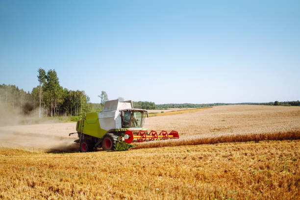istock Modern industrial combine harvester harvests 1483483202