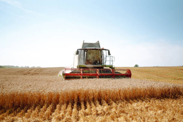 istock Modern industrial combine harvester harvests 1483483203