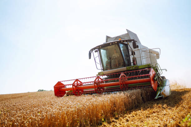 istock Modern industrial combine harvester harvests 1483483221