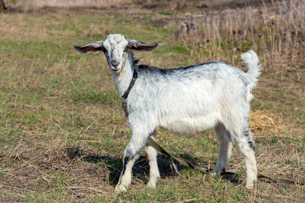 istock A young goat is grazing in the meadow. Close-up. 1483485153