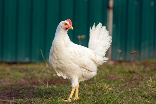 istock A chicken stands in a field with 1483485519