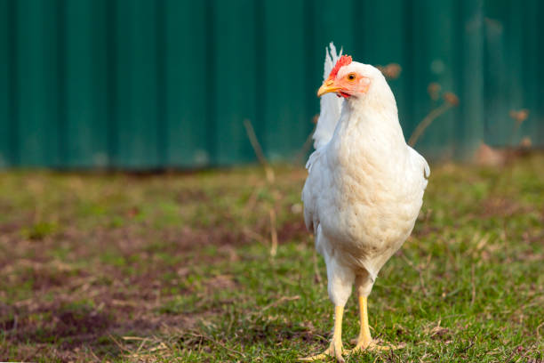 The chicken (Gallus domesticus) is a domesticated bird, with attributes of wild species such as the red and grey junglefowl[1] that are originally from Southeastern Asia. Rooster or cock is a term for an adult male bird