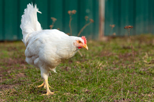 istock White Hen walks on the grass 1483485611