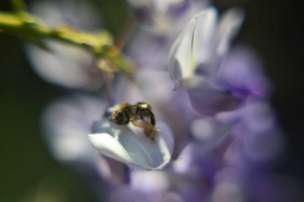 Wisteria and bee