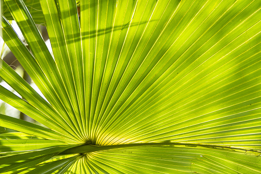 Summer photography poster concept: Palm leaf trees, pine tree and parasol view from different angles on various surface or blue sky. Natural sun beam effect. Climate weather conditions. Web banner, template, invitation card or advisement background with copy space.