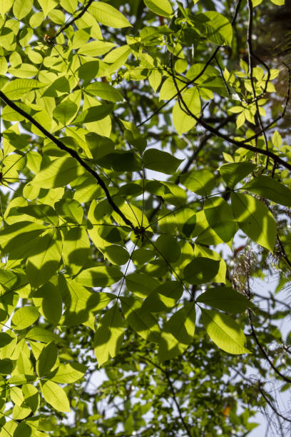 istock View from below of sunlit hickory's fresh spring growth with leaf shadows on lower leaves 1483487347