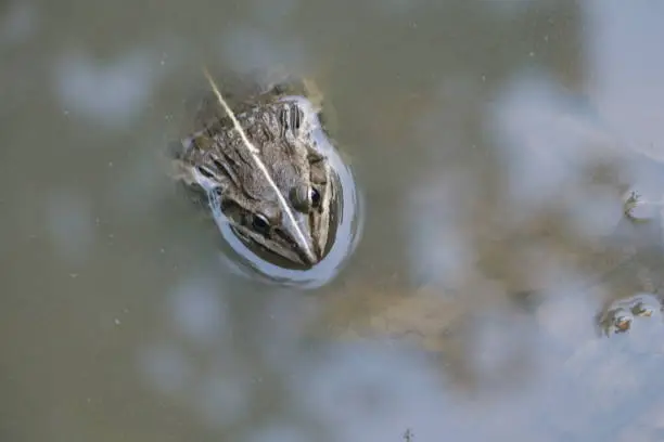 Photo of A beautiful frog in the pound.