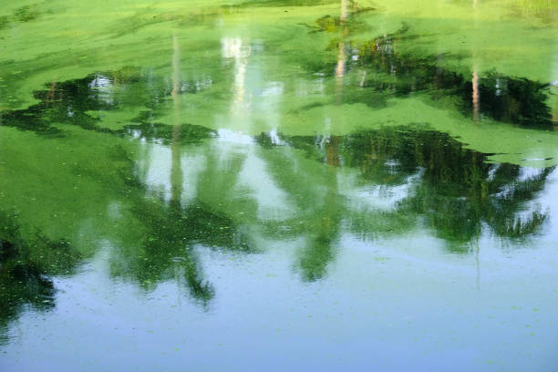 istock reflect on water 1483489512