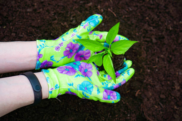 istock Sprout in hands in colored gloves. Top view. 1483492846