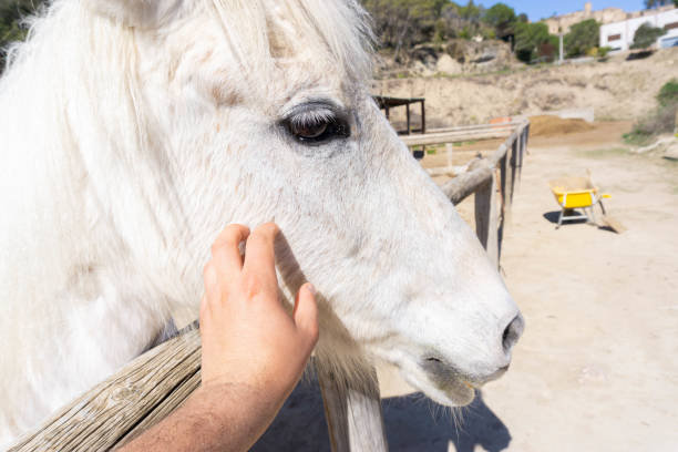 istock Man's hand stroking a white young horse 1483493418