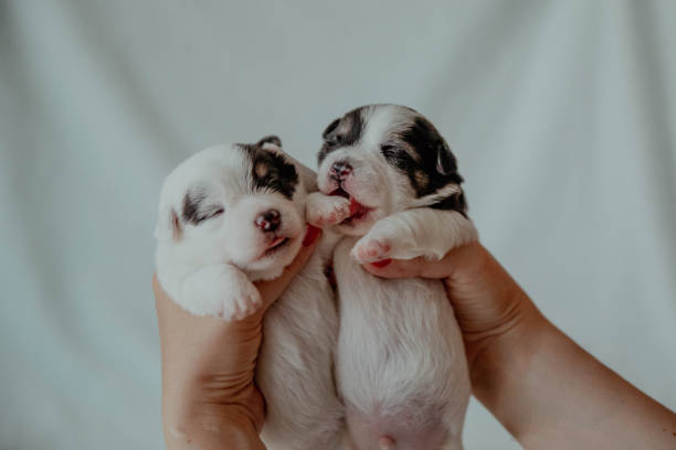 istock Cute newborn puppy jack russell terrier on hands 1483493530