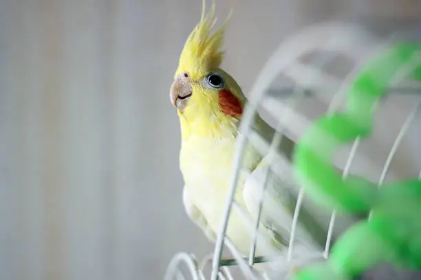 Yellow bird corella parrot sitting on a cage.