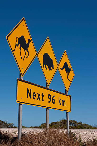 istock Australian animals warning road sign 148349431