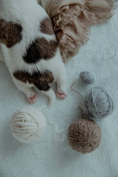 istock Cute newborn puppies paws with knitting threads. 1483494854