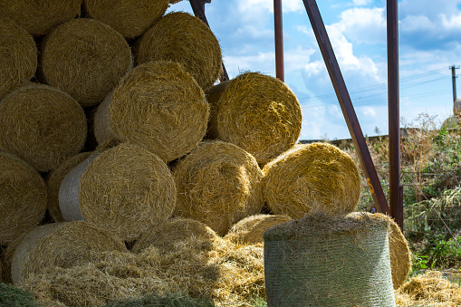 Storage of hay and straw in rolls on the farm. Concept theme: Stock raising. Food security. Agricultural. Farming. Food production.
