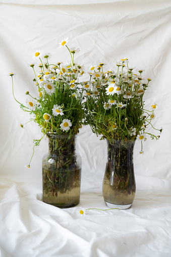 Bouquet of beautiful fresh chamomile flowers in vase