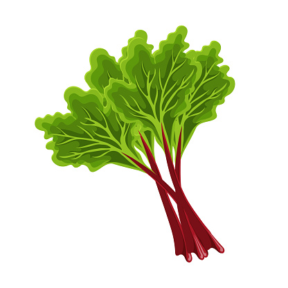 Fresh green stems and leaves of rhubarb on a white background, food. Botanical illustration. Vector